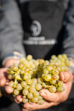 Domaine Marguerite Carillon Chablis 12,5% - Image 2