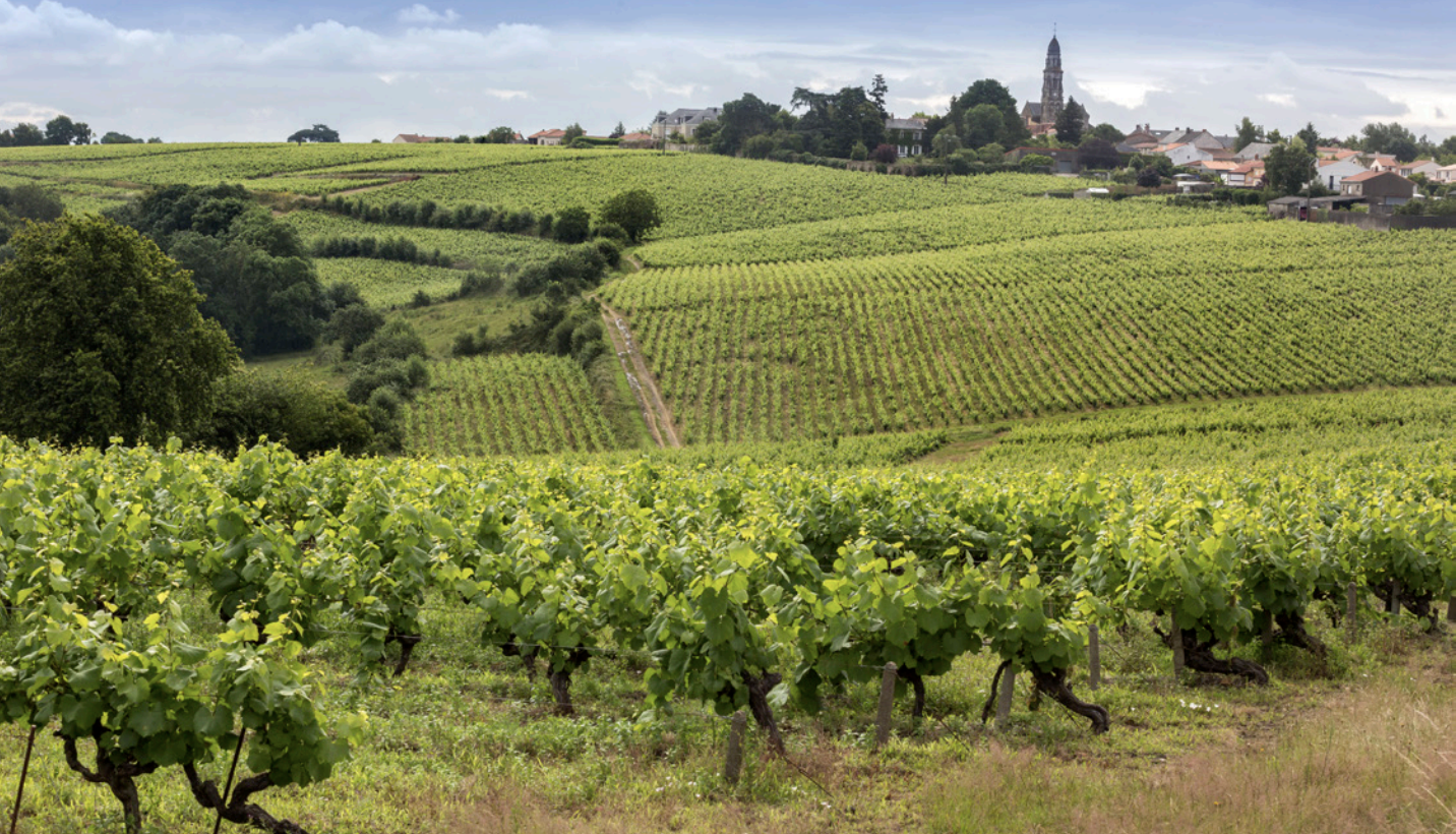 French Wine Hills
